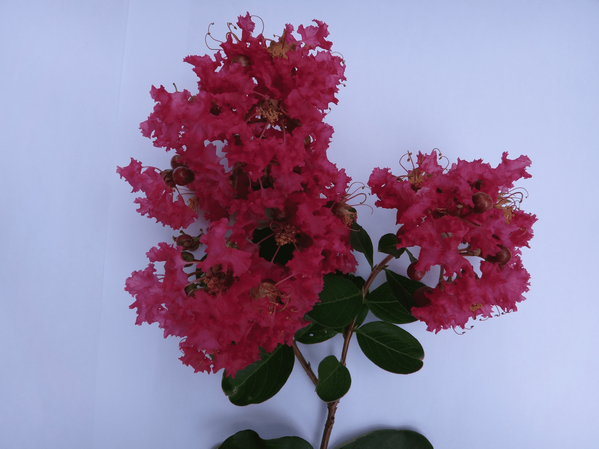 京灵紫薇开花枝