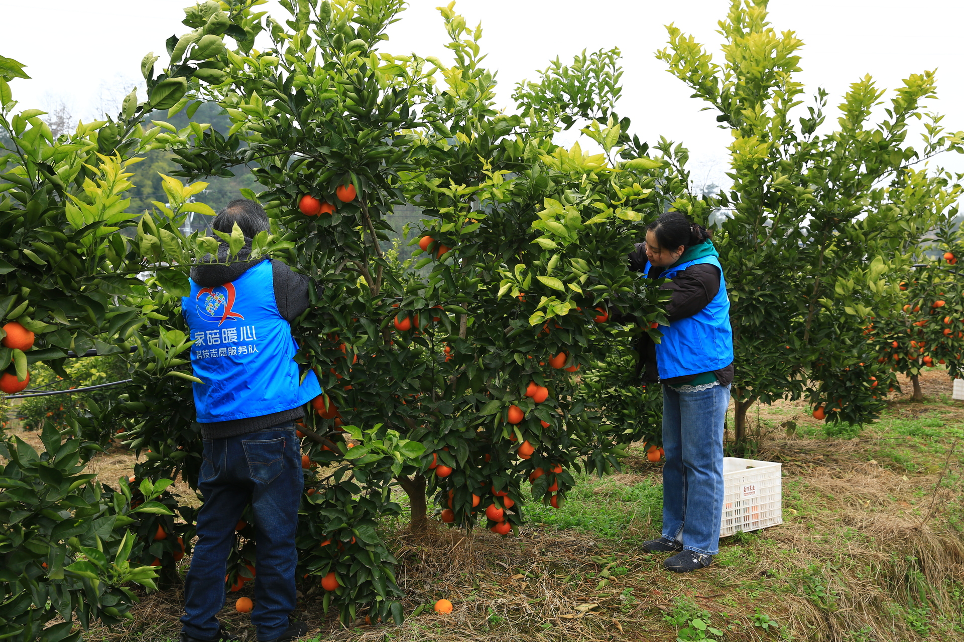 微信图片_20260205101427_1549_249